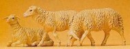 SHEEP (3)